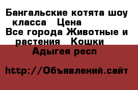 Бангальские котята шоу класса › Цена ­ 25 000 - Все города Животные и растения » Кошки   . Адыгея респ.